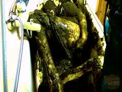 Green smelly poop covers a horny whore's sexy body